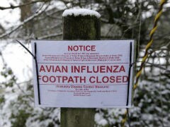 New Avian Flu Viruses Send US Scientists Scrambling