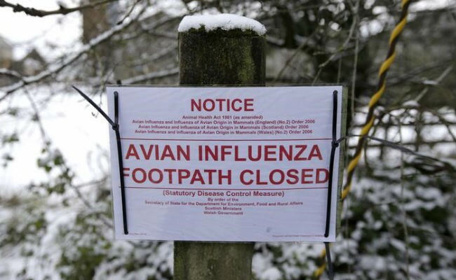 New Avian Flu Viruses Send US Scientists Scrambling