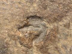 'Little Foot' Fossil Sheds Light on Early Human Forerunners