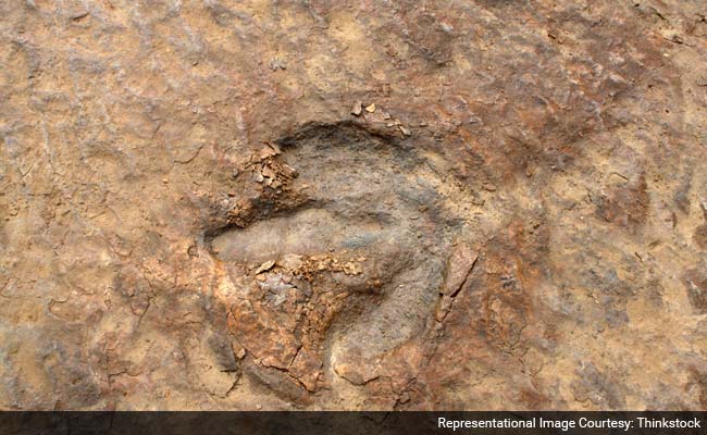 'Little Foot' Fossil Sheds Light on Early Human Forerunners