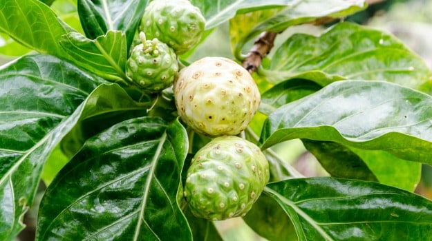 The Big Benefits of the Little Noni Fruit