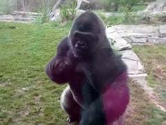 Going Viral: The Moment an Angry Gorilla Charges at Family in Zoo, Cracks Glass Wall