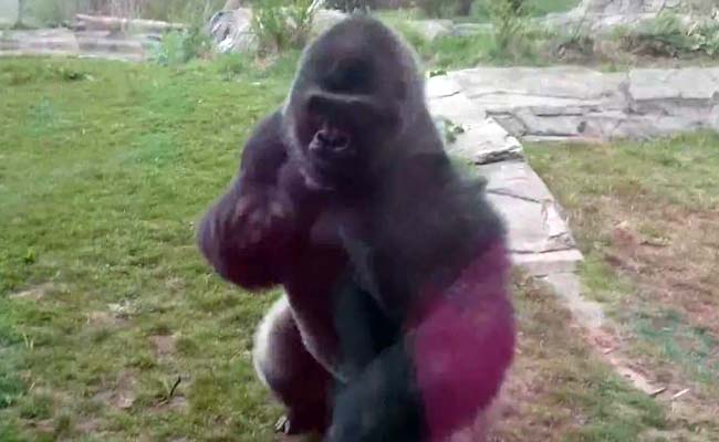 Going Viral: The Moment an Angry Gorilla Charges at Family in Zoo, Cracks Glass Wall