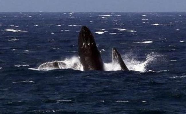 United States Proposes Lifting Protections for Most Humpback Whales