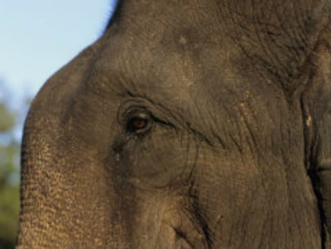 Unlucky In Love, Elephant Damages 15 Cars In Southern China