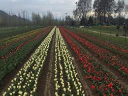 Hottest February Day In Kashmir In 76 Years: Meteorological Department Hottest February Day In Kashmir In 76 Years: Meteorological Department