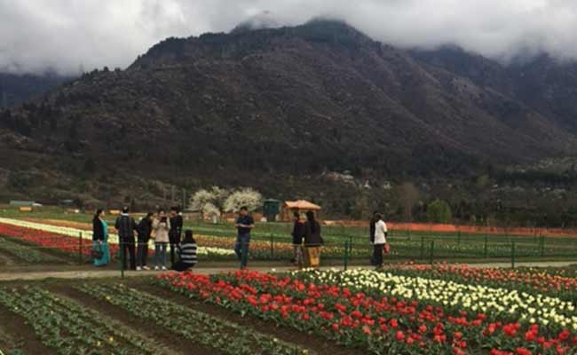 Asia's Largest Tulip Garden is in Full Bloom in Srinagar
