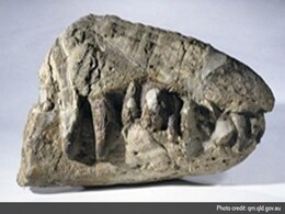 Australian Farmer Discovers Ancient Sea Monster Fossil: Report Australian Farmer Discovers Ancient Sea Monster Fossil: Report