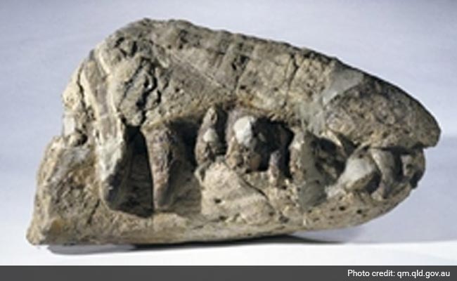 Australian Farmer Discovers Ancient Sea Monster Fossil: Report