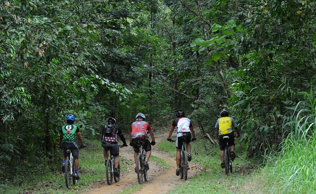 Forest Paradise Re-Emerges in Philippine Capital