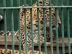 Leopard Spotted In Mumbai's Andheri, Search On: Police