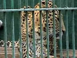 Severely Injured Leopard, Trapped In Barbed Wire Fence, Rescued In Madhya Pradesh Severely Injured Leopard, Trapped In Barbed Wire Fence, Rescued In Madhya Pradesh