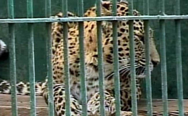 Male Leopard Found Dead In Septic Tank In UP Village