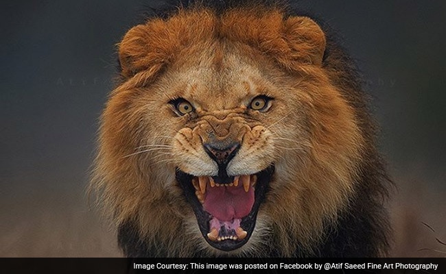 Going Viral: How Pakistani Photographer Took Incredible Photo of Lion From up Close