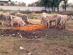 Unseasonal Rains in Madhya Pradesh Damage Orange Crop and its Market