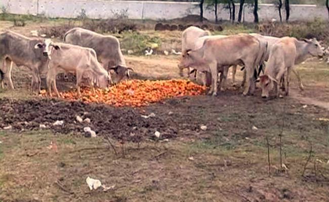 Unseasonal Rains in Madhya Pradesh Damage Orange Crop and its Market