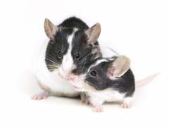 Rodent Romance: Male Mice Use 'Love Songs' to Woo Their Women