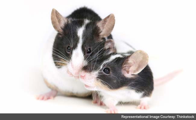 Mice In Space Showed Liver Damage After 2 Weeks