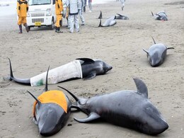 Japan Buries More Dolphins After Mass Beaching Japan Buries More Dolphins After Mass Beaching