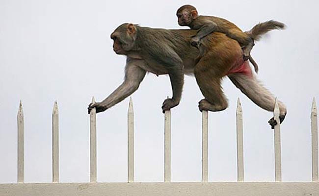 Saudi Arabia Says No to Swedish Monkeys After Diplomatic Spat