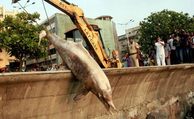 Mumbai: BMC Dumps Dead Dolphin in Trash!