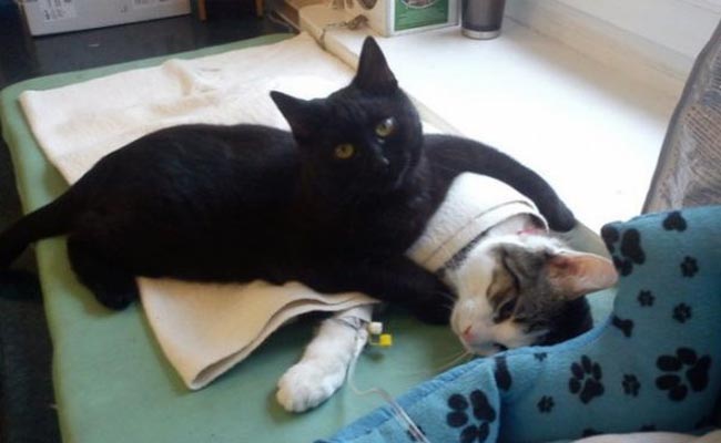 This Black Cat Helps Sick Animals. His Bedside Manner is 'Purr'fect