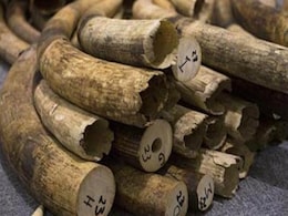 Billion Dollar Ivory and Gold Trade Fuelling Democratic Republic of Congo War: UN Billion Dollar Ivory and Gold Trade Fuelling Democratic Republic of Congo War: UN