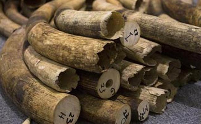 Thailand Destroys Over 2 Tonnes of Smuggled Ivory