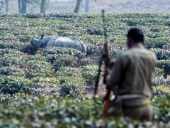 Hurrah, Kaziranga Count Shows More Rhinos. But There's Bad News Too.