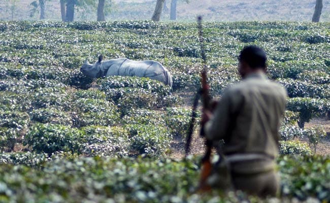 Hurrah, Kaziranga Count Shows More Rhinos. But There's Bad News Too.