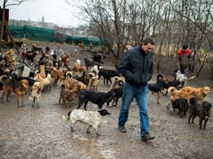 Serbian Stray Dog Advocate Fights to Save His 450 Pooches
