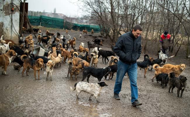 Serbian Stray Dog Advocate Fights to Save His 450 Pooches