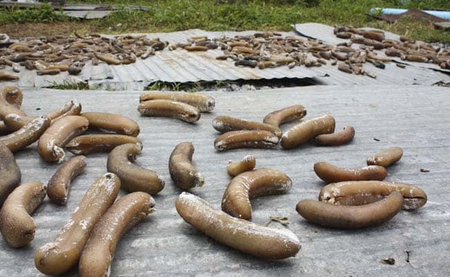 600 Kilograms of Sea Cucumber Seized in Tamil Nadu