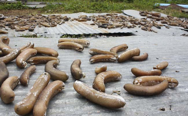 360 Kilograms of Sea Cucumbers Seized in Tamil Nadu