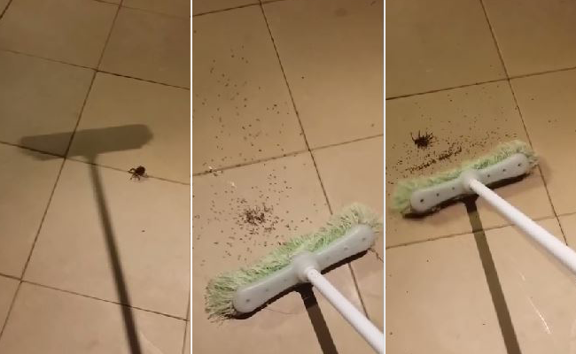 Man Kills Spider Only to Find Hundreds of its Babies Crawl Out