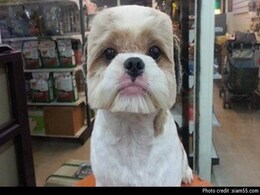 Taiwanese Dogs Are Getting Square Haircuts, and They Don't Seem happy Taiwanese Dogs Are Getting Square Haircuts, and They Don't Seem happy
