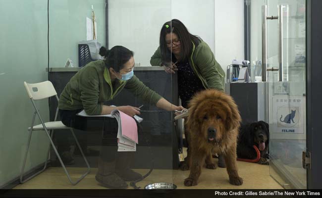 Once-Prized Tibetan Mastiffs Are Discarded As Fad Ends In China