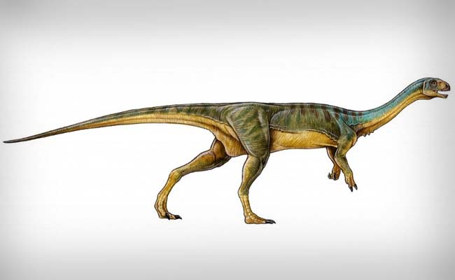 T Rex's 'Bizarre' Vegetarian Cousin Puzzles Scientists