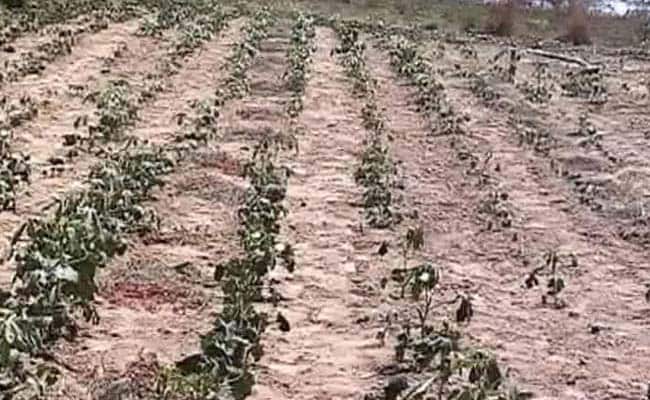 महाराष्ट्र : विदर्भ में पारा चरम पर बिजली गुल, किसानों पर पड़ रही दोहरी मार