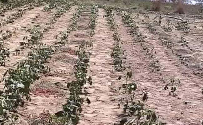 In Vidarbha, First the Skies Dried Up, Then the Government's Promises