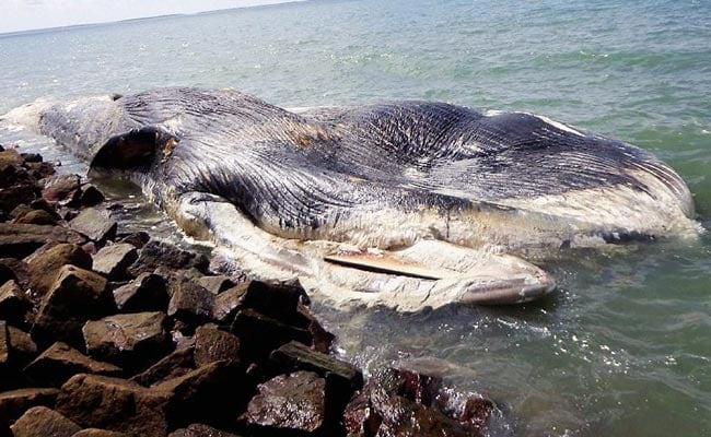 Carcass of Whale Washes Ashore in Tamil Nadu