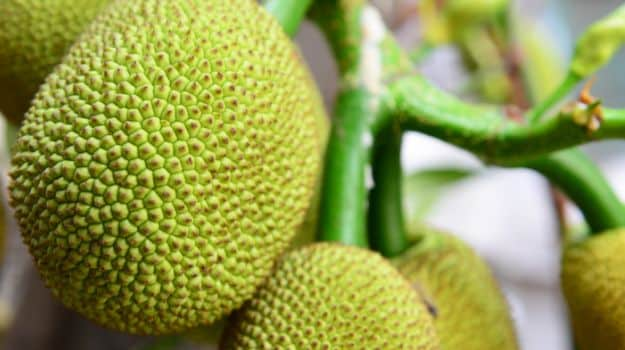 Grocery Shopping Guide: How to Buy and Store Jackfruit (Kathal)