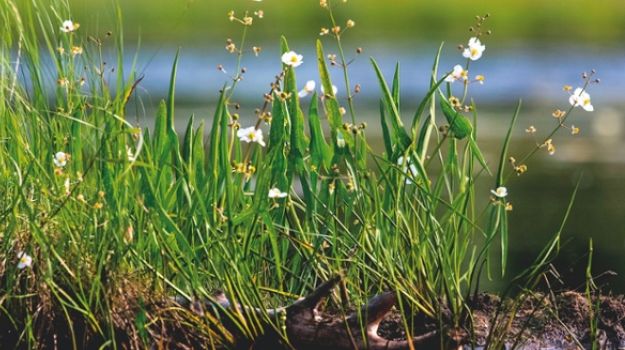 Alys Fowler: Edible Pond Plants for the Tiniest Puddle