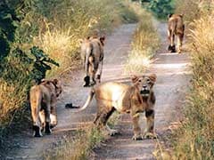 More Lions, More Problems in Gujarat's Gir Wildlife Sanctuary