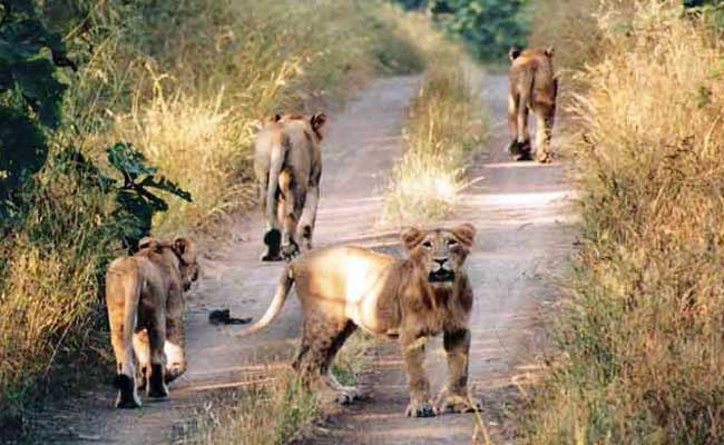 Rescued Lions Explore New Home In Sanctuary: South Africa