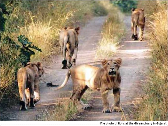 शेरों के संरक्षण के लिए गुजरात सरकार ने बनाई नई नीति से खुश नहीं पर्यावरणविद