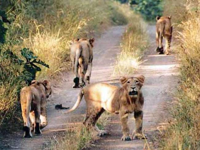 बब्बर शेरों की संख्या में रिकॉर्ड बढ़ोतरी, संख्या 523 हुई