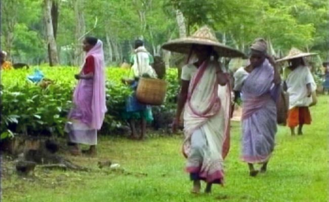 Assam's Breathers For Tea Industry To Tackle Post-Covid Finance Crunch