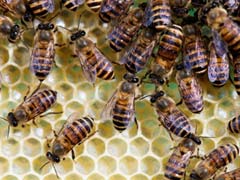 Bee Causes Plane to Make Emergency Landing