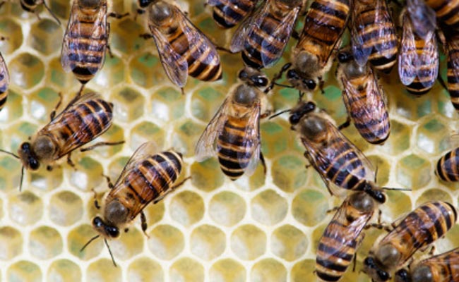 40 Women Hospitalised in Bee Attack in Bihar